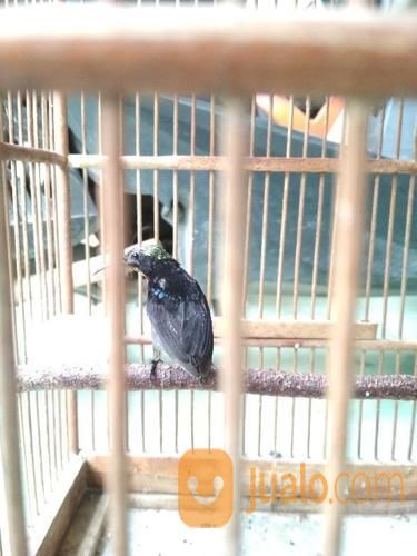 Burung Kolibri Ninja Joz