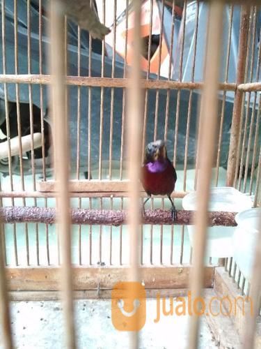 Burung Kolibri Ninja Joz