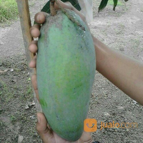 BIBIT MANGGA KIOJAY