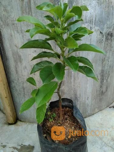 BIBIT ALPUKAT MENTEGA