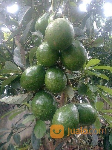 BIBIT ALPUKAT MENTEGA