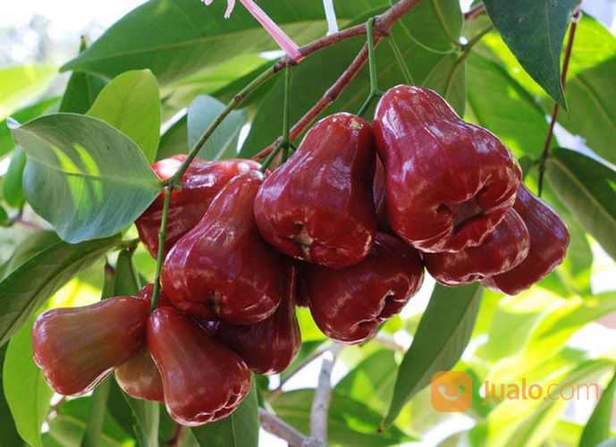 BIBIT JAMBU AIR CITRA
