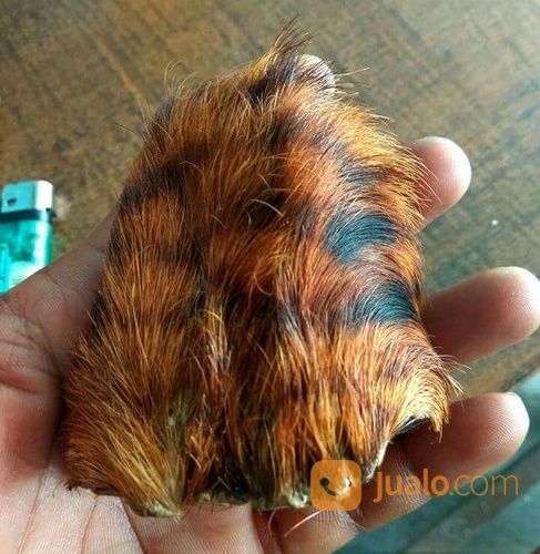 Kantong Macan Untuk Dompet