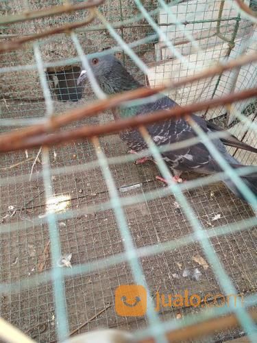 Merpati Doro Jantan Cuma 20k
