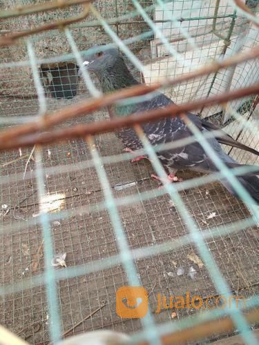 Merpati Doro Jantan Cuma 20k