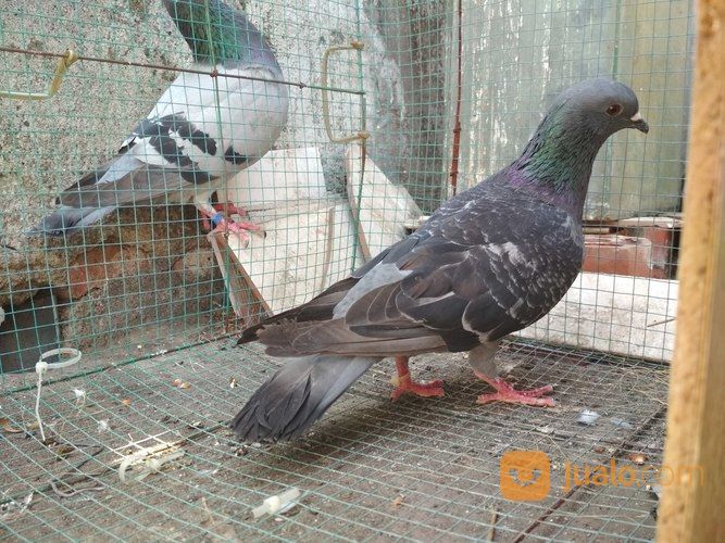 Merpati Doro Jantan Cuma 20k