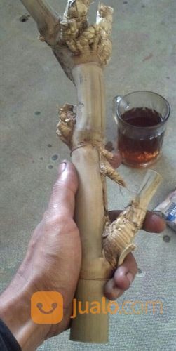 Bambu Petuk Asli Alami