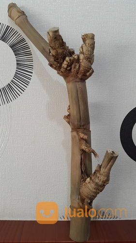 Bambu Petuk Asli Alami