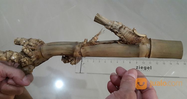 Bambu Petuk Asli Alami