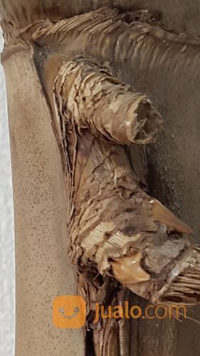 Bambu Petuk Asli Alami