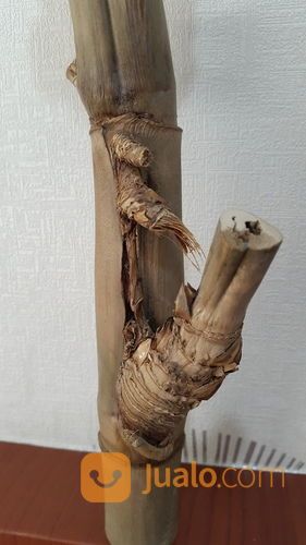 Bambu Petuk Asli Alami