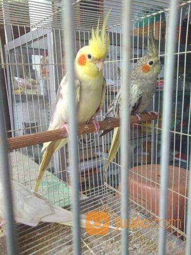 Burung FALK / Cockatiel