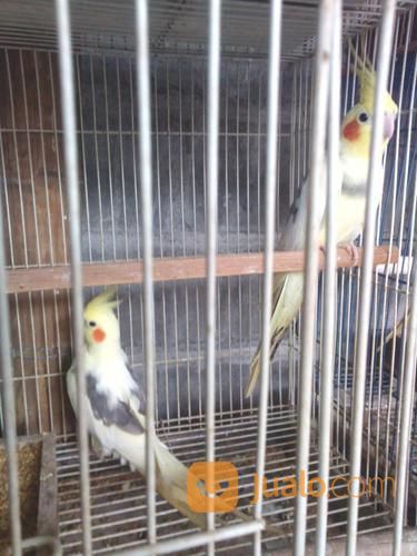Burung FALK / Cockatiel