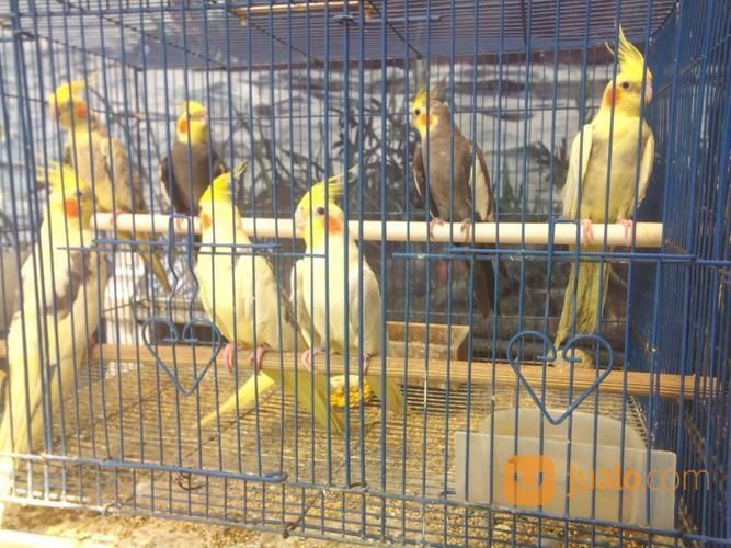 Burung FALK / Cockatiel