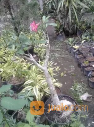 Tanaman HIas - Kamboja Jepang
