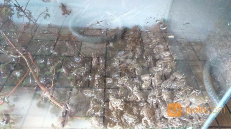 Kodok Sawah Kodok Hijau Pakan Ikan Atau Swike