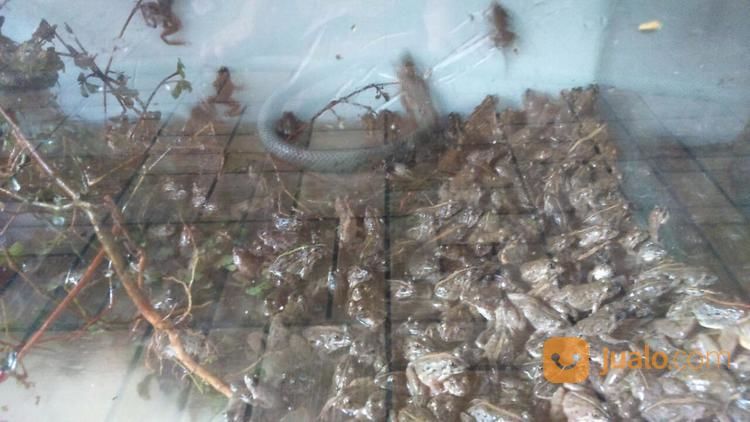 Kodok Sawah Kodok Hijau Pakan Ikan Atau Swike