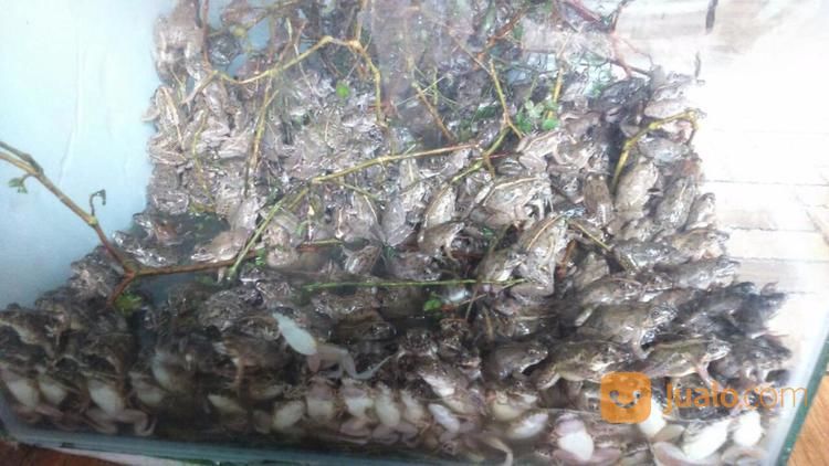 Kodok Sawah Kodok Hijau Pakan Ikan Atau Swike