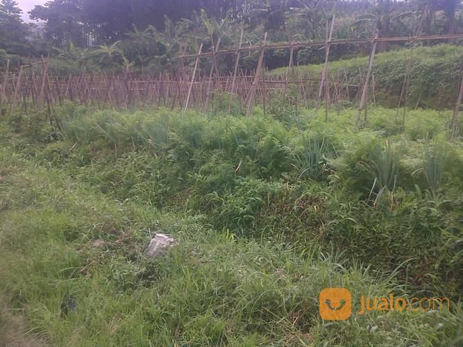 Tanah Di Guci Luas Tanah 1 Hektar ( 10.000 M2 )