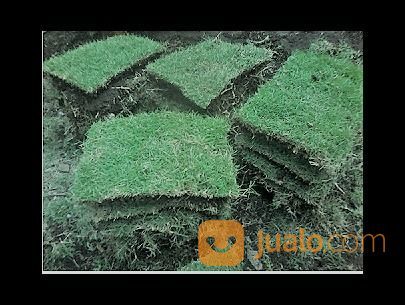 Tanaman Hias - Rumput Manila