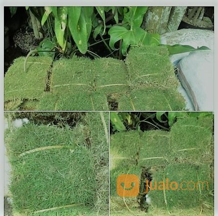Tanaman Hias - Rumput Manila