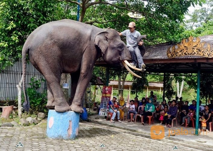 PT. KARNO PUTRO VANDIO-Travel Jakarta Bandar Lampung Murah