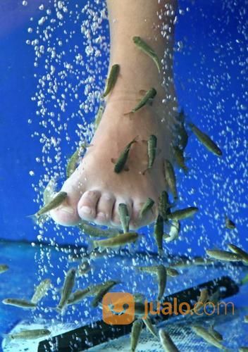 Ikan Terapi Garra Rufa Siap Kirim Ke Solo