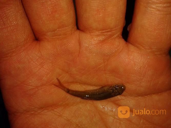 Ikan Terapi Garra Rufa Siap Kirim Ke Solo