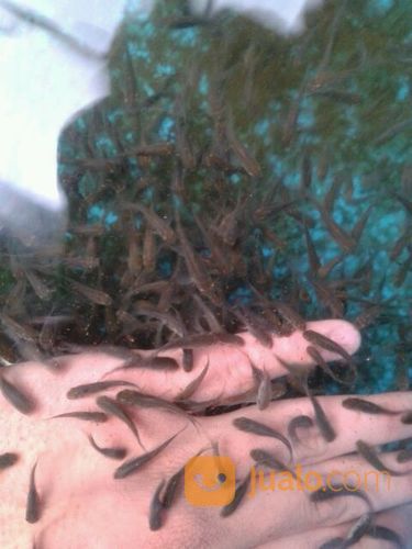 Ikan Terapi Garra Rufa Siap Kirim Ke Solo