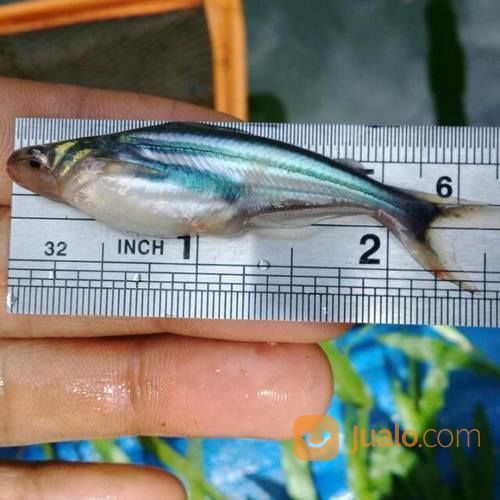 Bibit Ikan Patin Dengan Berbagai Ukuran