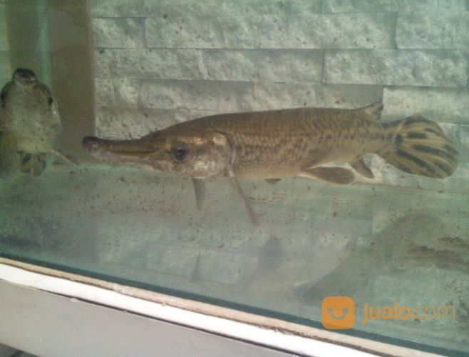Ikan Aligator Dari Papua