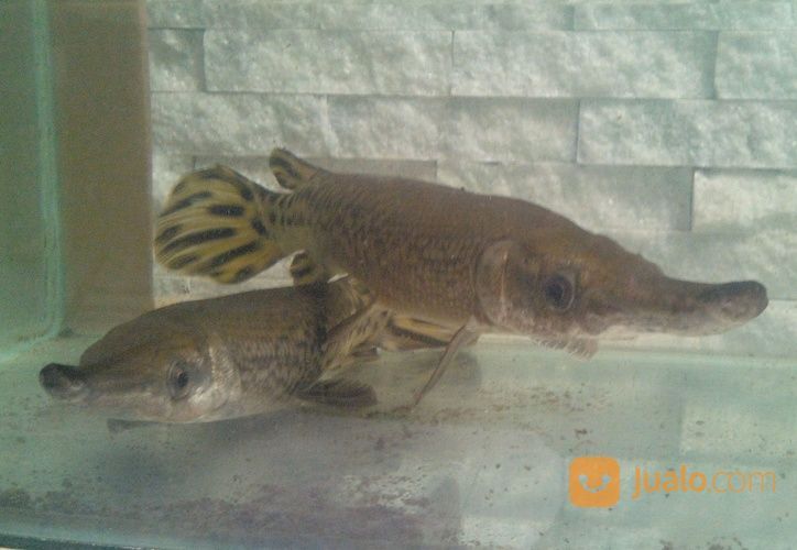 Ikan Aligator Dari Papua