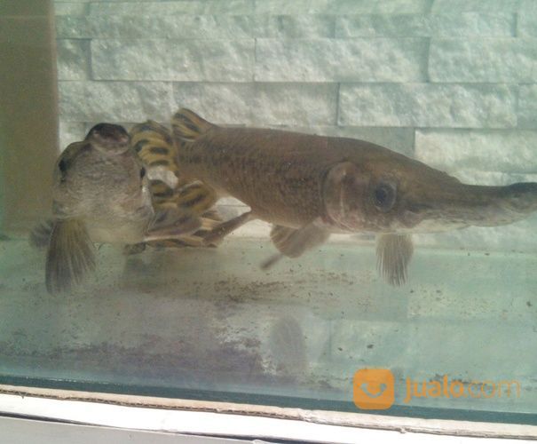 Ikan Aligator Dari Papua