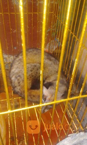 Musang Luak Cewean Jinak Di Sawangan Bojong Sari Baru