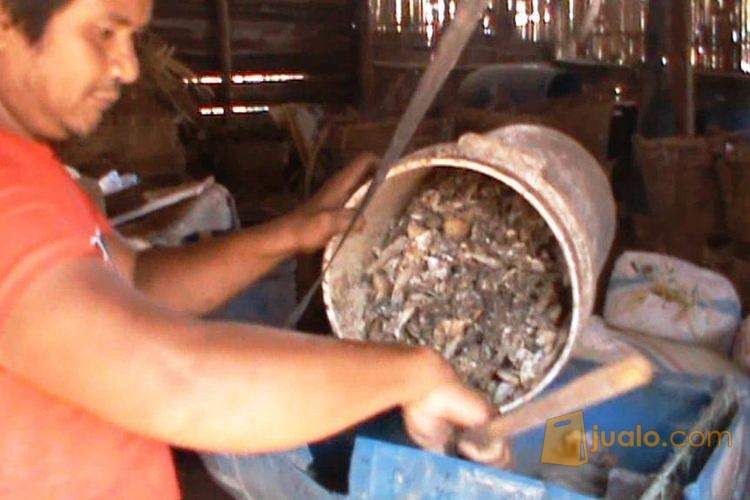 Tepung Ikan untuk Bahan Pakan / Penelitian Mahasiswa