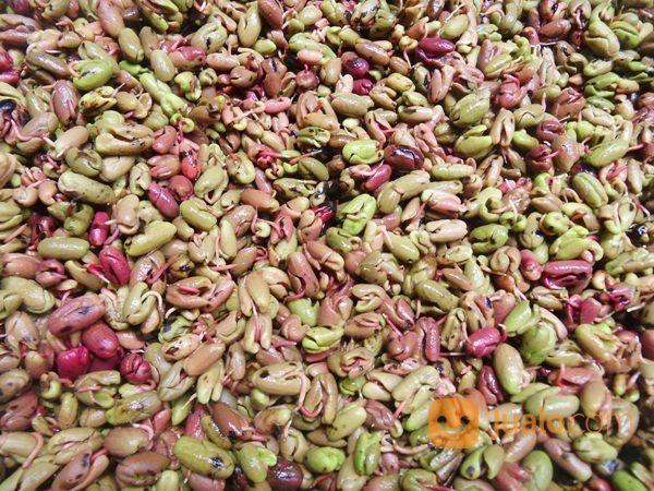 Biji Cengkeh Untuk Bibit | Biji Cengkeh Zanzibar Bersertifikat | Biji Benih Cengkeh Bogor