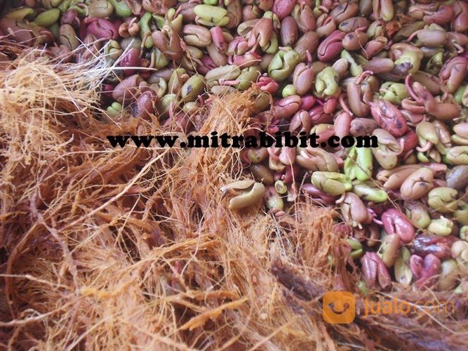 Biji Cengkeh Untuk Bibit | Biji Cengkeh Zanzibar Bersertifikat | Biji Benih Cengkeh Bogor