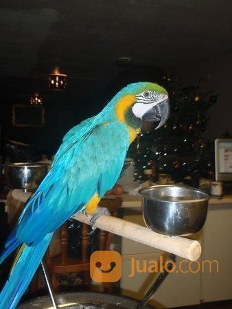African Grey Macaw