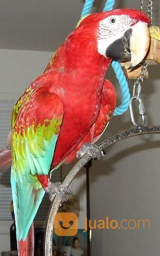 African Grey Macaw