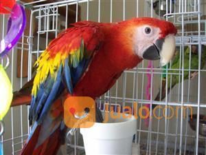 African Grey Macaw