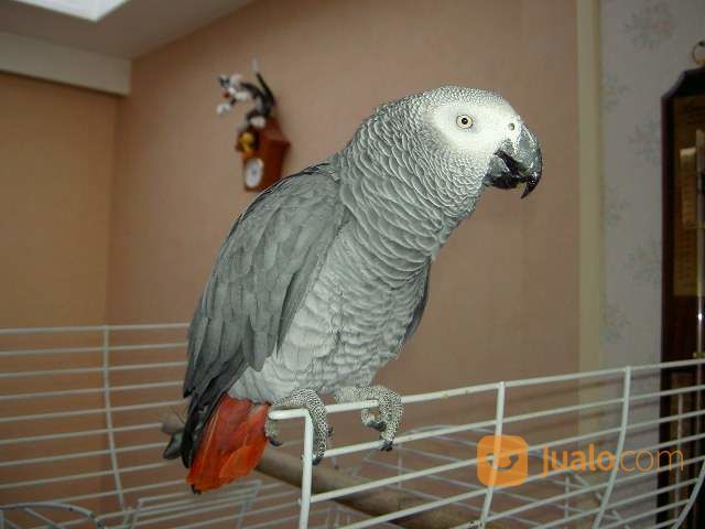 African Grey Macaw