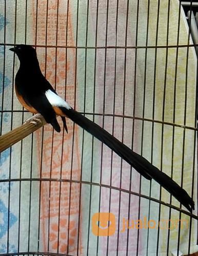 Murai Batu Medan Super