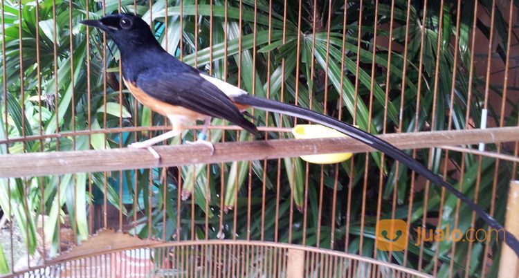 Murai Batu Medan Super