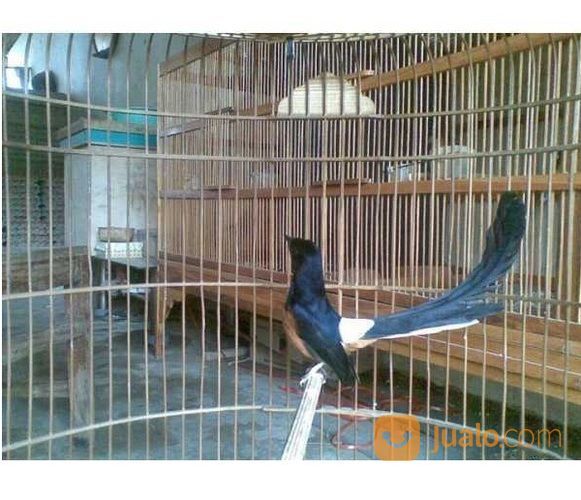 Murai Batu Medan Super