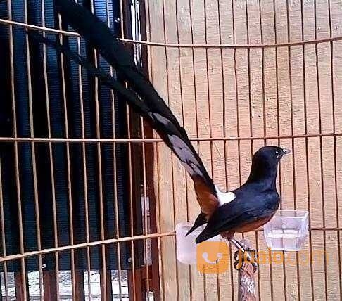 Murai Batu Medan Super