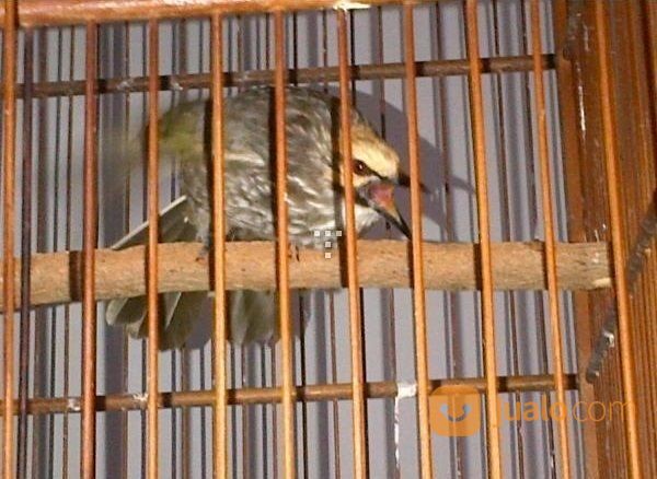 Cucak Rowo Ropel Sepasang