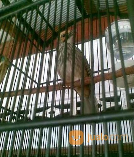 Cucak Rowo Ropel Sepasang