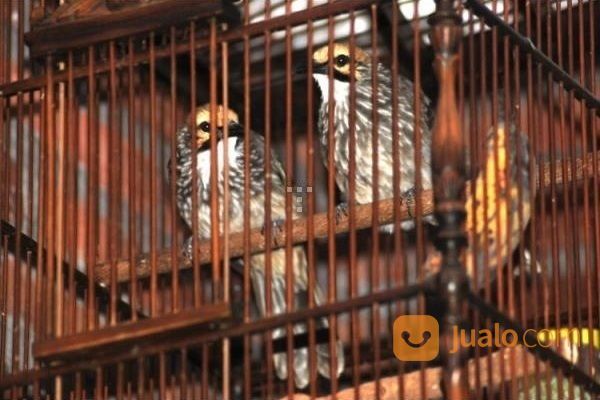 Cucak Rowo Ropel Sepasang