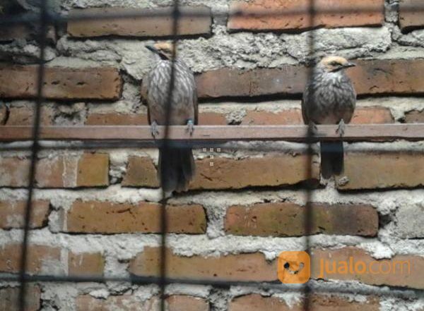 Cucak Rowo Ropel Sepasang