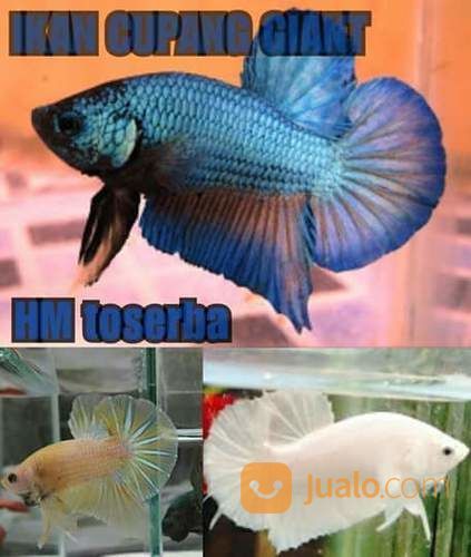 2 IKAN CUPANG GIANT BO 6CM PALU SULAWESI TENGAH